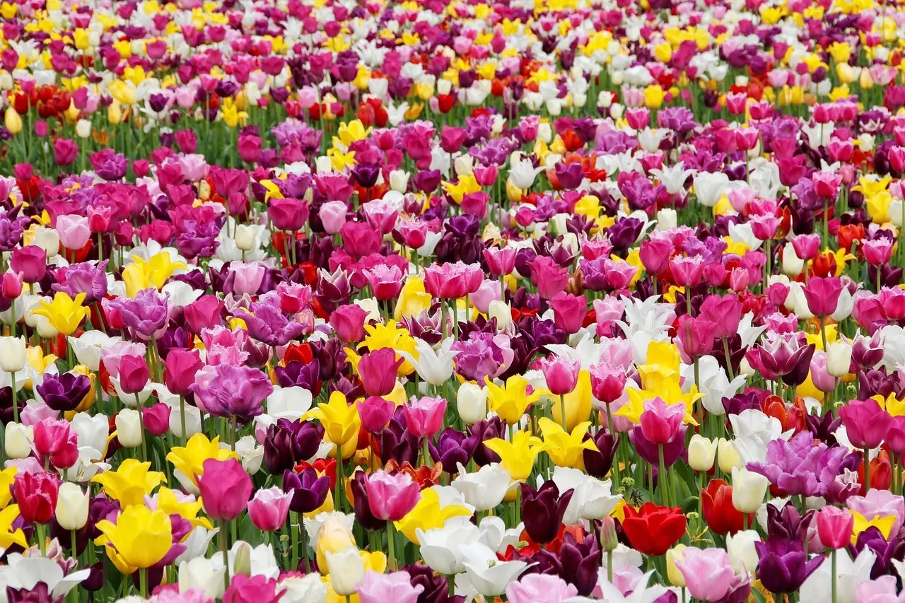 Blomsterbed med tulipaner